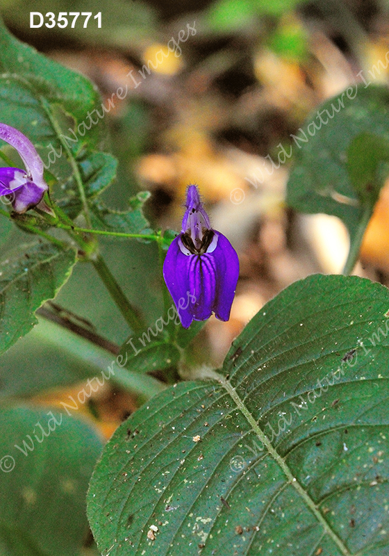 Brillantaisia lamium